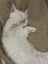 Ragdoll Kittens – 4 Weeks Old – Ready in One Month Carousel 4