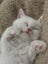 Ragdoll Kittens – 4 Weeks Old – Ready in One Month Carousel 5