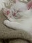 Ragdoll Kittens – 4 Weeks Old – Ready in One Month Carousel 6