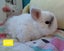 Gorgeous Pure Bred Mini Lops Carousel 9