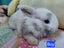 Gorgeous Pure Bred Mini Lops Carousel 7