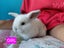 Gorgeous Pure Bred Mini Lops Carousel 5