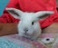 Gorgeous Pure Bred Mini Lops Carousel 4