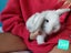 Gorgeous Pure Bred Mini Lops Carousel 3