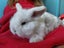 Gorgeous Pure Bred Mini Lops Carousel 8