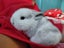 Gorgeous Pure Bred Mini Lops Carousel 6