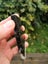 Pounamu greenstone Quality carving slab MAY DEALS $1 reserve Carousel 4