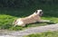 4 year old Bull mastiff Cross Free to good home. Carousel 1