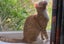 Sweet & Playful Ginger Kitten– Ready for Adoption! PAWSITIVE RESCUE Carousel 2