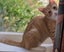 Sweet & Playful Ginger Kitten– Ready for Adoption! PAWSITIVE RESCUE Carousel 3