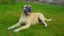 4 year old Bull mastiff Cross Free to good home. Carousel 2