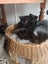 Free black kittens Carousel 1