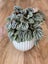 Peperomia Burbella | Babylon Botanics Carousel 1