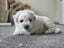 Beautiful Bichon frise Carousel 4