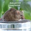 Gorgeous baby girl mice! Carousel 7