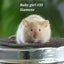 Gorgeous baby girl mice! Carousel 15