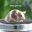 Gorgeous baby girl mice! Carousel 13