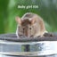 Gorgeous baby girl mice! Carousel 14
