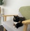 Tortoiseshell Kitten Carousel 1