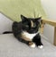 Tortoiseshell Kitten Carousel 3