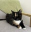 Tortoiseshell Kitten Carousel 4