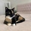 Tortoiseshell Kitten Carousel 6