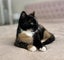 Tortoiseshell Kitten Carousel 8