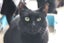 Brave Paws Cat Rescue - Cat - Queen Naimah Carousel 3