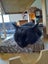 Brave Paws Cat Rescue - Cat - Queen Naimah Carousel 7