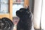 Brave Paws Cat Rescue - Cat - Queen Naimah Carousel 4