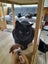 Brave Paws Cat Rescue - Cat - Queen Naimah Carousel 8