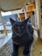 Brave Paws Cat Rescue - Cat - Queen Naimah Carousel 9