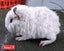 Guinea pigs Carousel 4