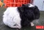 Guinea pigs Carousel 5