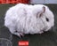 Guinea pigs Carousel 6