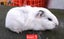 Guinea pigs Carousel 7