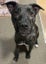Bella - Good with Other Dogs and Children Carousel 3