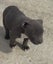 American Bully Puppies Carousel 4