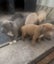 American Bully Puppies Carousel 9