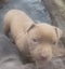 American Bully Puppies Carousel 5