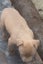 American Bully Puppies Carousel 3