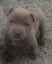 American Bully Puppies Carousel 6