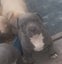 American Bully Puppies Carousel 7