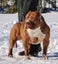 American Bully Puppies Carousel 10