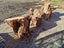 Pohutukawa Firewood Carousel 1