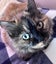 Two Adorable cats looking for a new home Carousel 3