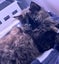 Two Adorable cats looking for a new home Carousel 4