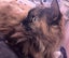 Two Adorable cats looking for a new home Carousel 6