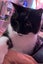 Two Adorable cats looking for a new home Carousel 8