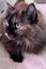 Two Adorable cats looking for a new home Carousel 9
